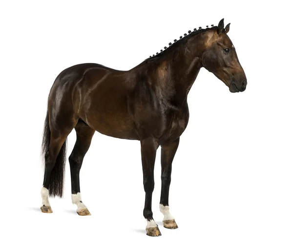 Kwpn - holländisches Warmblut, 3 Jahre alt - equus ferus caballus — Stockfoto