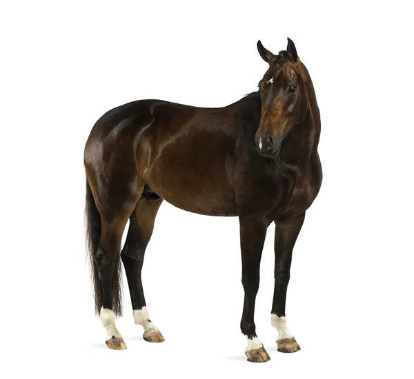 Kwpn - holländisches Warmblut, 3 Jahre alt - equus ferus caballus — Stockfoto