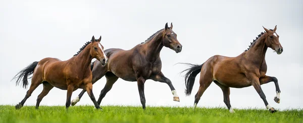 Hästar som galopperar i ett fält — Stockfoto