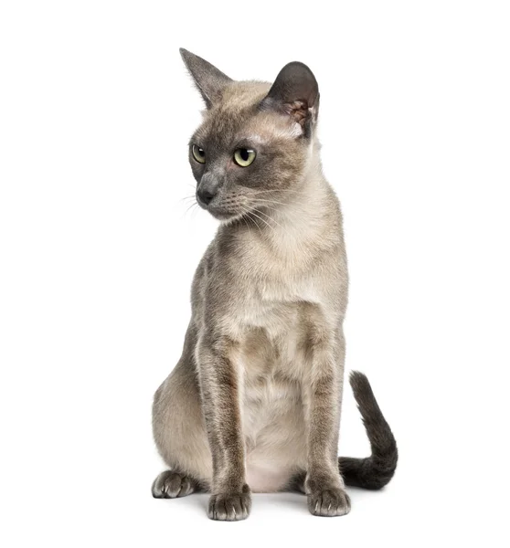 Tonkinese sentado, isolado em branco (18 meses de idade ) — Fotografia de Stock