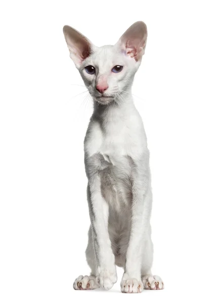 Oriental Shorthair, sitting, isolated on white  (6 months old) — Stock Photo, Image