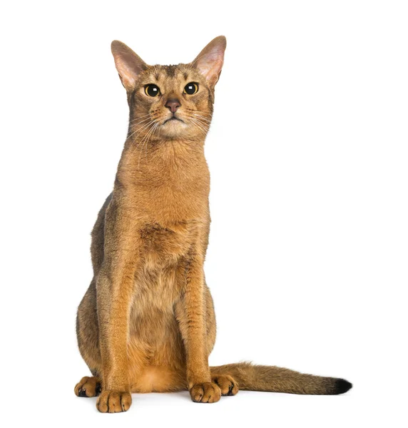 Abyssinien, assis (2 ans), isolé sur blanc — Photo