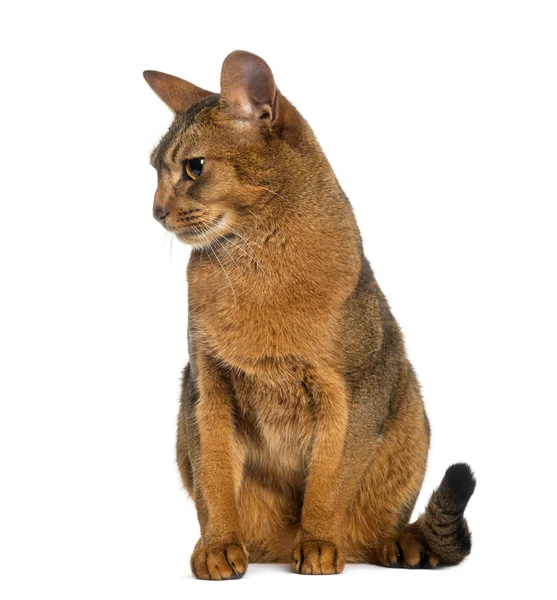Abyssinian, sitting (2 years old), isolated on white — Stock Photo, Image