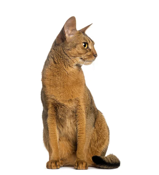 Abyssinian, duduk (2 tahun), terisolasi di atas putih — Stok Foto