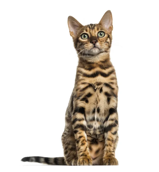 Junge Bengalkatze sitzend (5 Monate alt), isoliert auf weiß — Stockfoto