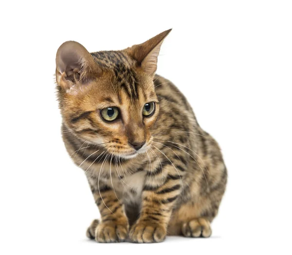 Jovem gato Bengala sentado (5 meses de idade), isolado em branco — Fotografia de Stock