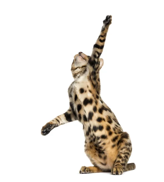 Young Bengal cat on hind legs and pawing (5 months old), isolate — Stock Photo, Image