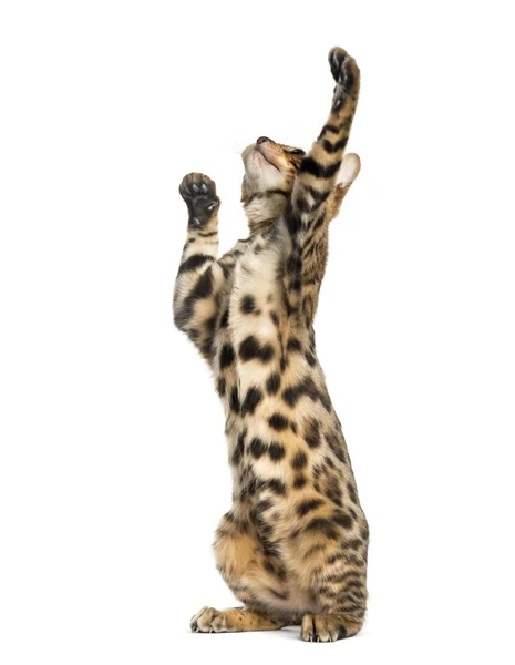 Young Bengal cat on hind legs and pawing (5 months old), isolate — Stock Photo, Image