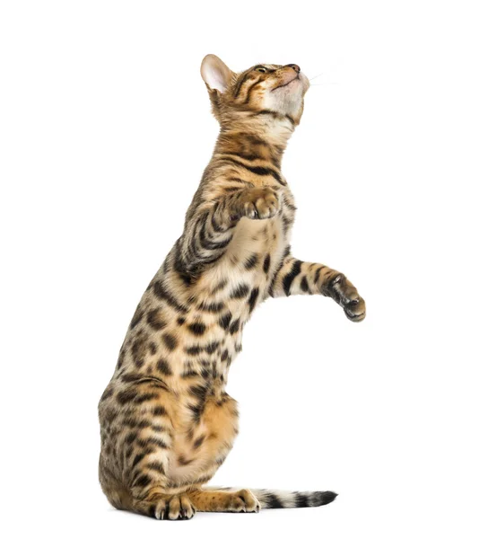 Young Bengal cat on hind legs and pawing (5 months old), isolate — Stock Photo, Image