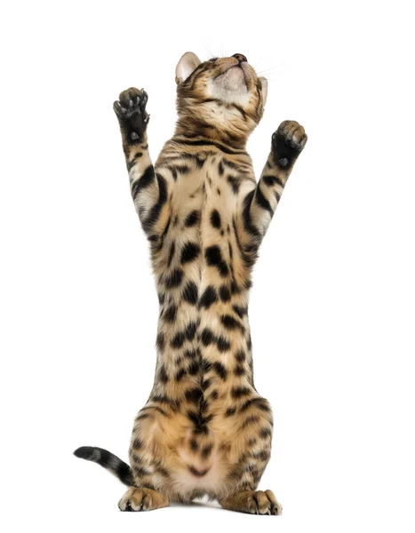 Young Bengal cat on hind legs and pawing (5 months old), isolate — Stock Photo, Image