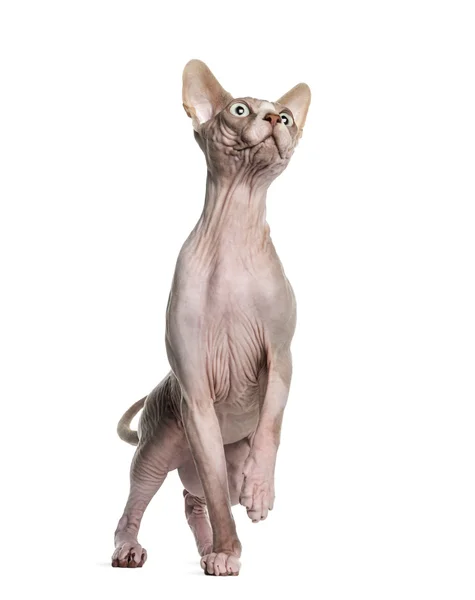 Sphynx (1 rok staré) — Stock fotografie