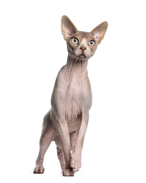 Sphynx (1 rok staré) — Stock fotografie