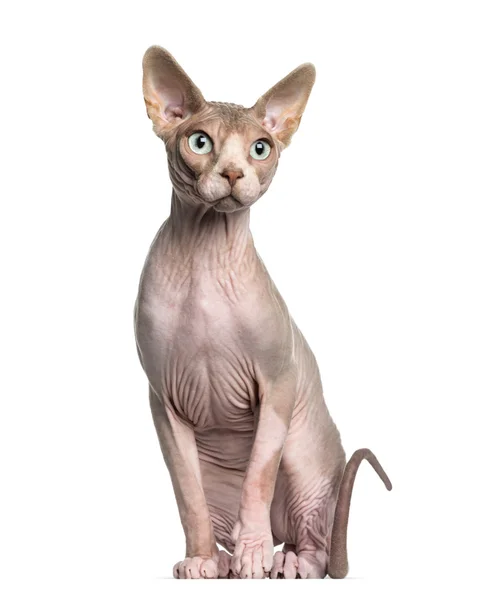 Sphynx (1 år gammal) sittande — Stockfoto