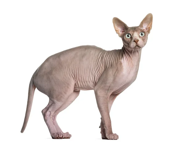 Sphynx (1 jaar oud) — Stockfoto