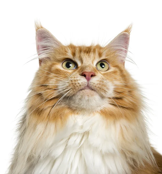 Maine Coon guardando in alto (3 anni ) — Foto Stock