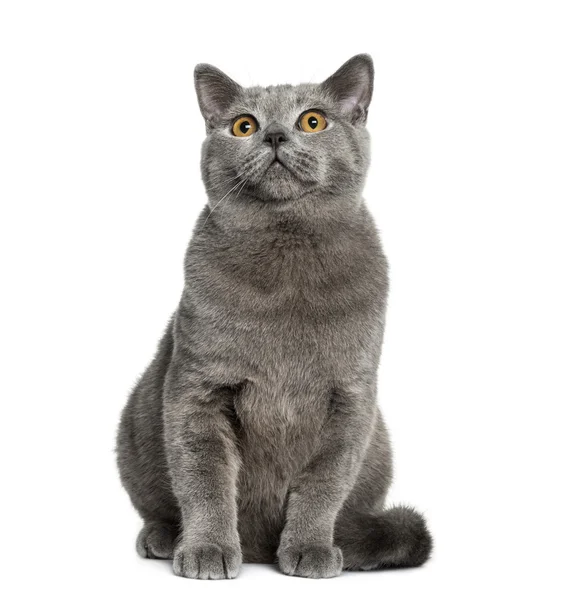 British Shorthair sitting (6 months old) — Stock Photo, Image