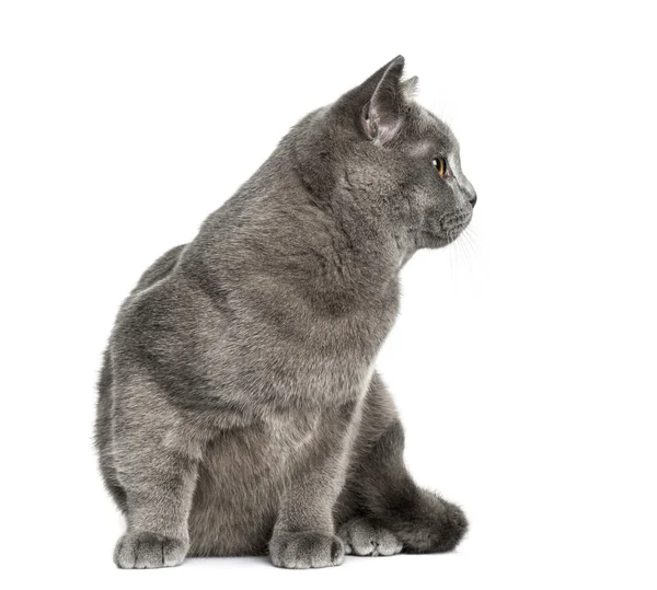 British Shorthair sitting (6 months old) ) — стоковое фото