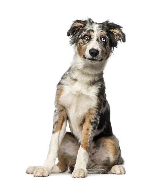 Anjing Perbatasan Collie (5 bulan ) — Stok Foto