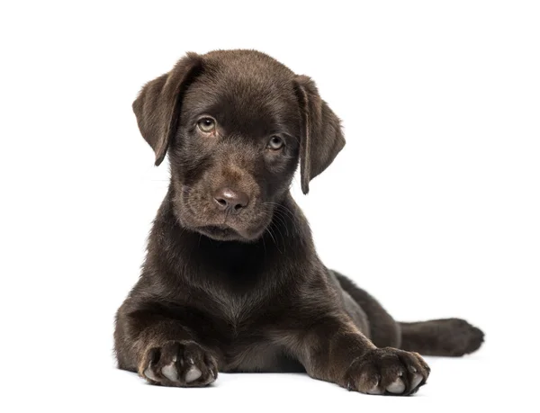 Labrador di razza mista e cucciolo Husky (9 settimane ) — Foto Stock