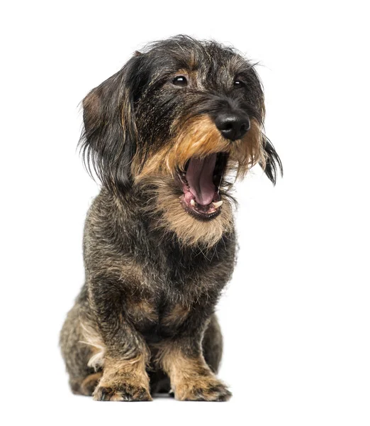 Dachshund yawning (8 years old) — Stock Photo, Image