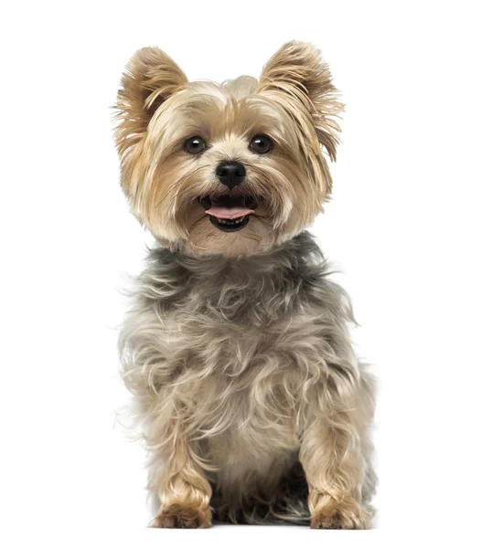 Yorkshire Terrier (4 jaar oude) — Stockfoto