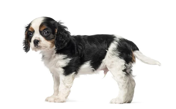 Cavalier King Charles Spaniel puppy (8 weeks old) — Stock Photo, Image