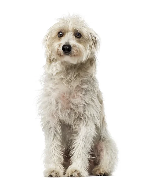 Mixed breed — Stock Photo, Image