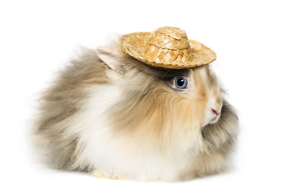 Rabbit wearing a straw hat — Stock Photo, Image