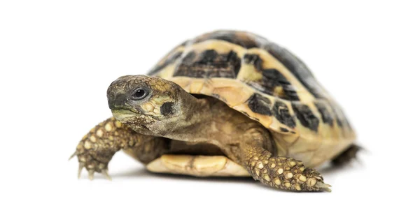 Hermann-schildkröte, isoliert auf weiß — Stockfoto
