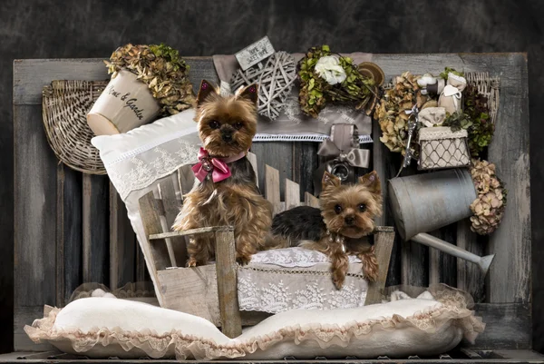 Yorkshire terriers in front of a rustic background — Stock Photo, Image