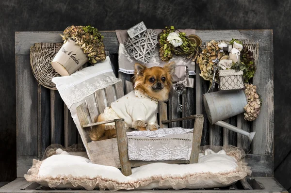 Chihuahua in front of a rustic background — Stock Photo, Image