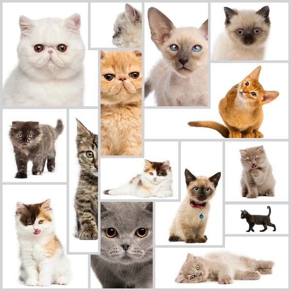 Composition of kittens Royalty Free Stock Photos