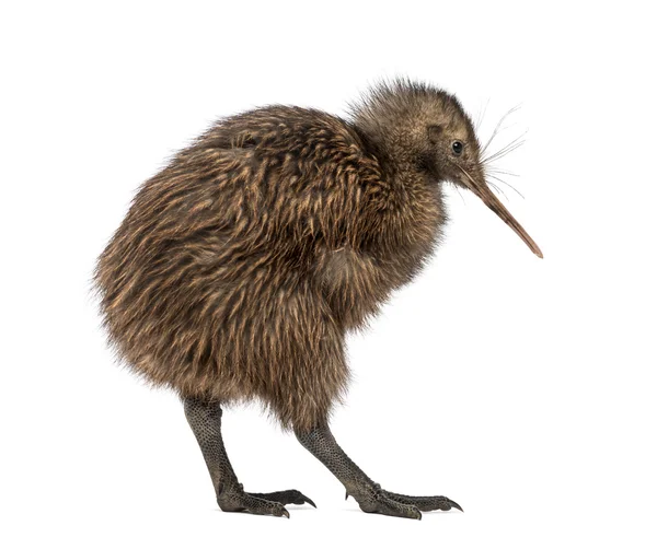 Kiwi bird Stock Photos, Royalty Free Kiwi bird Images | Depositphotos Kiwi bird Stock Photos, Royalty Free Kiwi bird Images | Depositphotos
