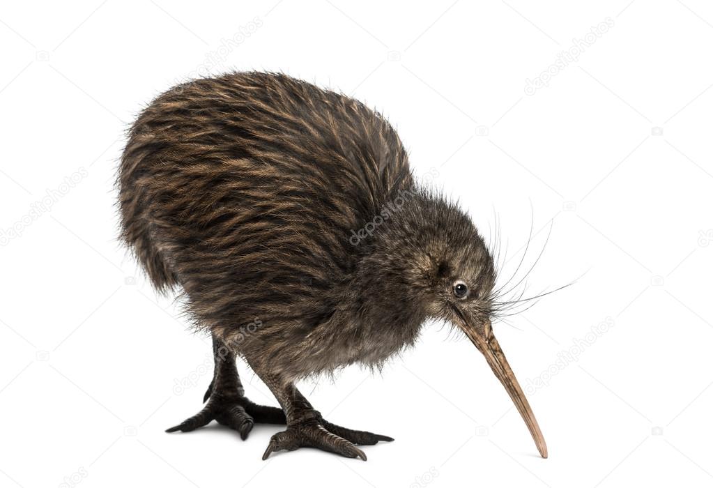 Kiwi bird Stock Photos, Royalty Free Kiwi bird Images | Depositphotos Kiwi bird Stock Photos, Royalty Free Kiwi bird Images | Depositphotos