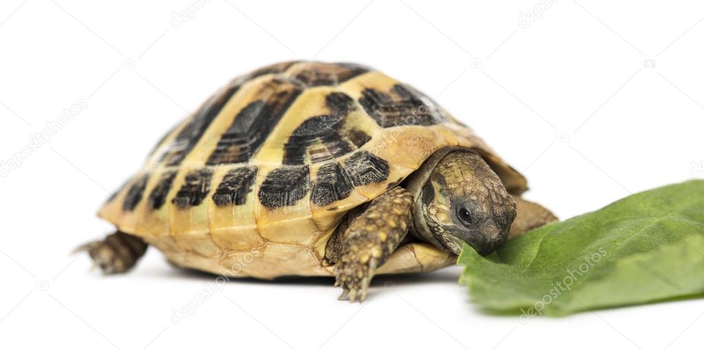 Hermann's tortoise eating salad, isolated on white
