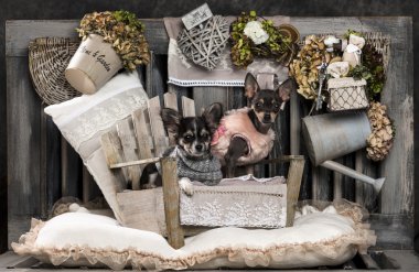 Chihuahuas rustik bir arka plan önünde