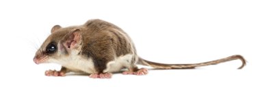 Şeker planör - Acrobates pygmaeus