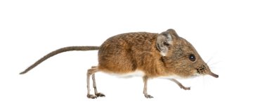 Fil sivri faresi - Macroscelides proboscideus - whitre üzerinde izole