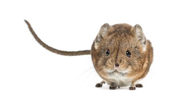 Fil sivri faresi - Macroscelides proboscideus - whitre üzerinde izole