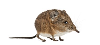 Fil sivri faresi - Macroscelides proboscideus - whitre üzerinde izole