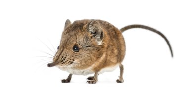 Fil sivri faresi - Macroscelides proboscideus - whitre üzerinde izole