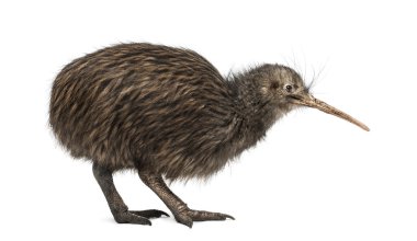 North Island Brown kivi, Apteryx mantelli