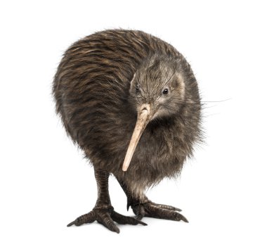 North Island Brown kivi, Apteryx mantelli