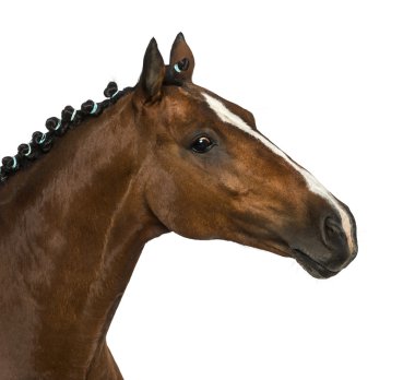 Galler - 17 yaşında, Equus ferus caballus midilli