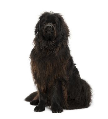 Beyaz izole Croosbreed köpek