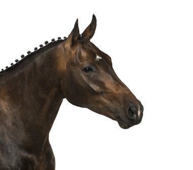 Kwpn - Hollanda Warmblood, 3 yaşında - Equus ferus caballus