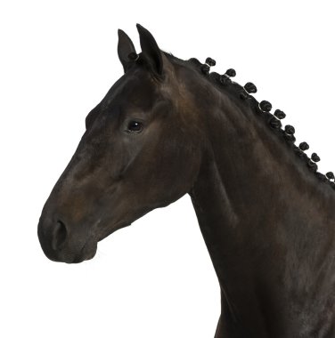 Belçika spor at (sbs) - 25 yaşında