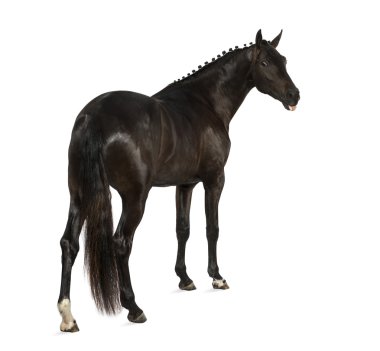 Belçika spor at (sbs) - 25 yaşında