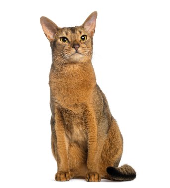 Beyaz izole abyssinian, oturan (2 yıl)