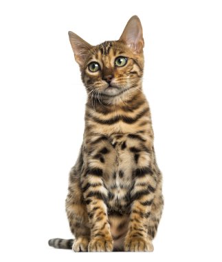 Beyaz izole oturan genç Bengal kedisi (5 ay)